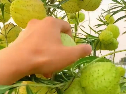 20种野果你认识几种呢？