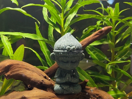 新开的40鱼缸蓝孔雀