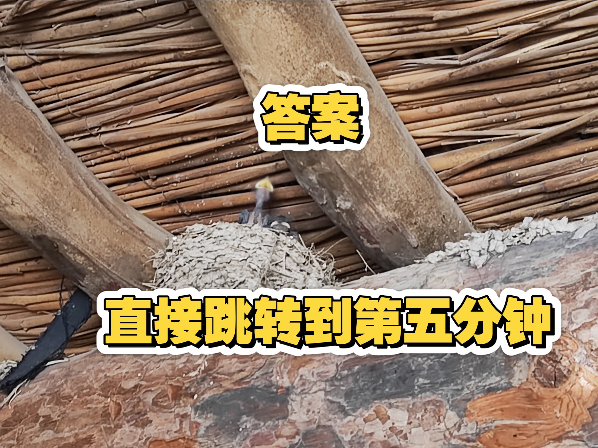 孟加拉三哥和扎黑一家冲突，背后狗头军师暴露，不是鱼仔