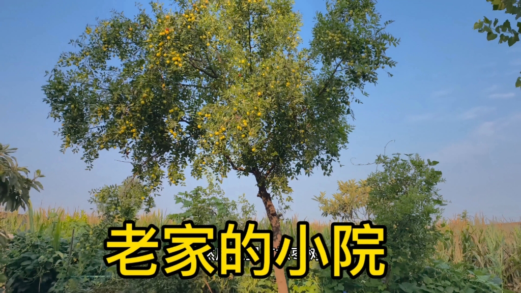 湖北老家的夏天（2）-姥爷的小院儿