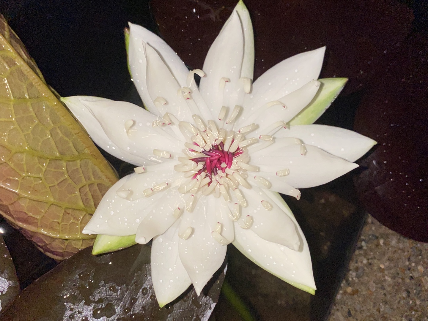 秘鲁夜开睡莲（ADA造景睡莲）开品