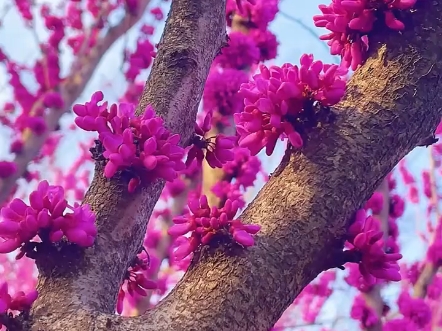 17种不常见的花分享给大家