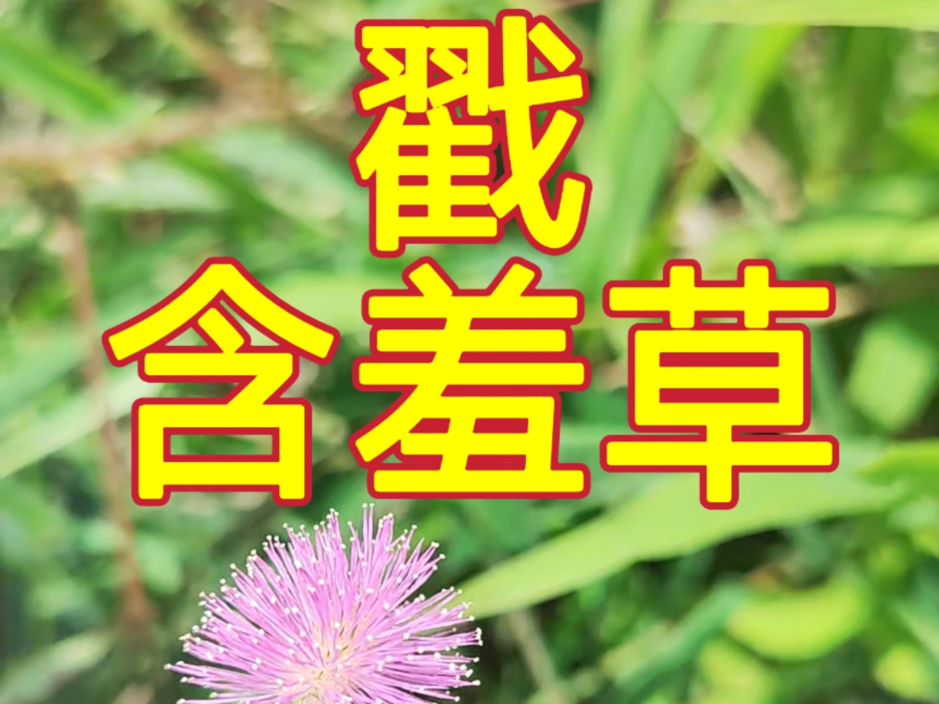 [见过世面]以防你没见过含羞草