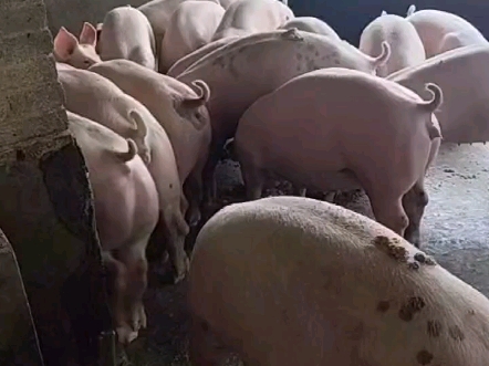 非瘟发病场应急防控