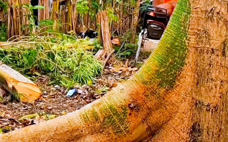 为什么印度人砍树都要提前把树根切开一个三角形？作用原来这么