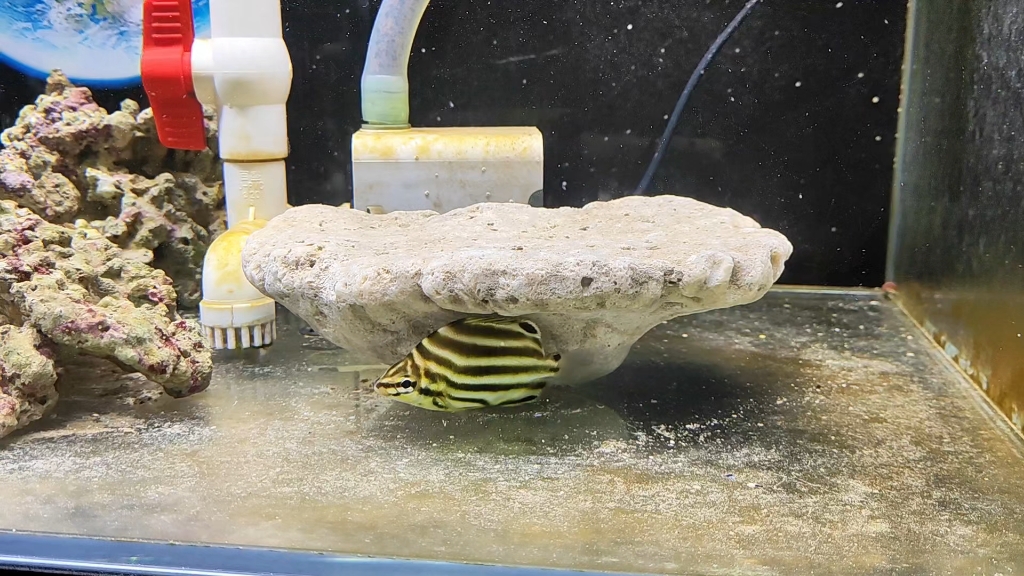 粉丝朋友要看缸。