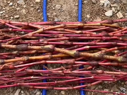 分享生活中很多地方都能用得上的绳结技巧