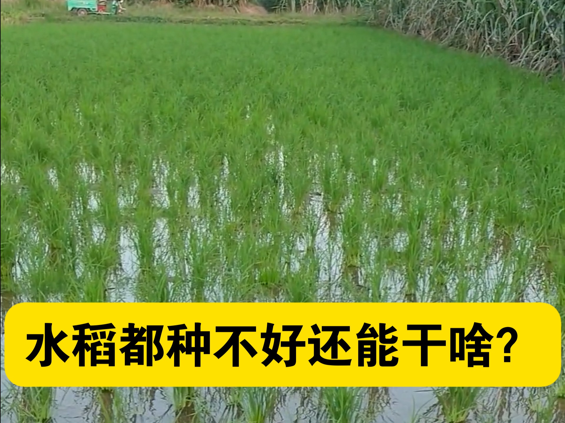 回家种了几年水稻，还是没有长进！