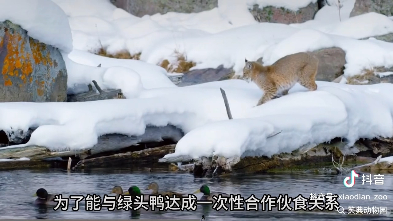 忙碌一天的短师傅终于可以吃上薯条