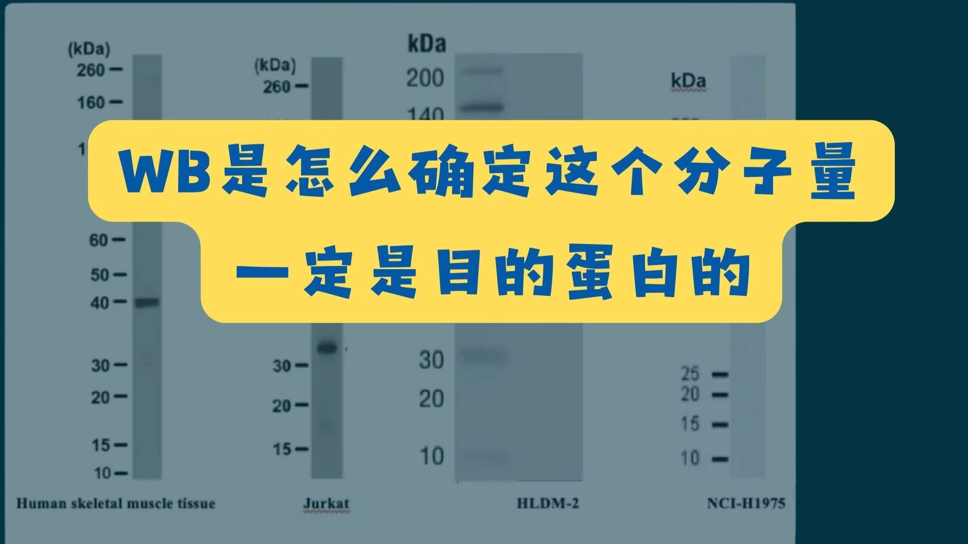 WB是怎么确定这个分子量一定是目的蛋白的？