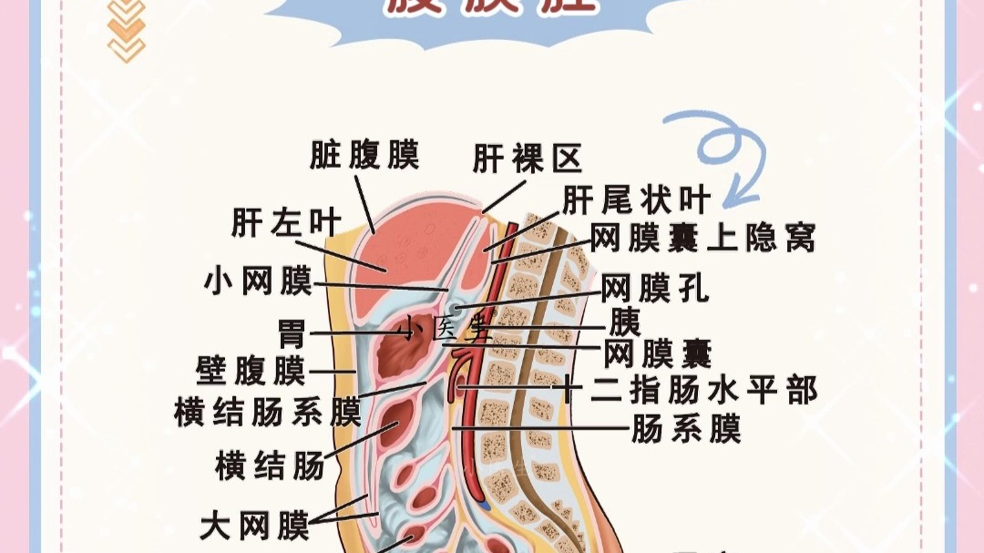 一秒搞懂腹膜腔