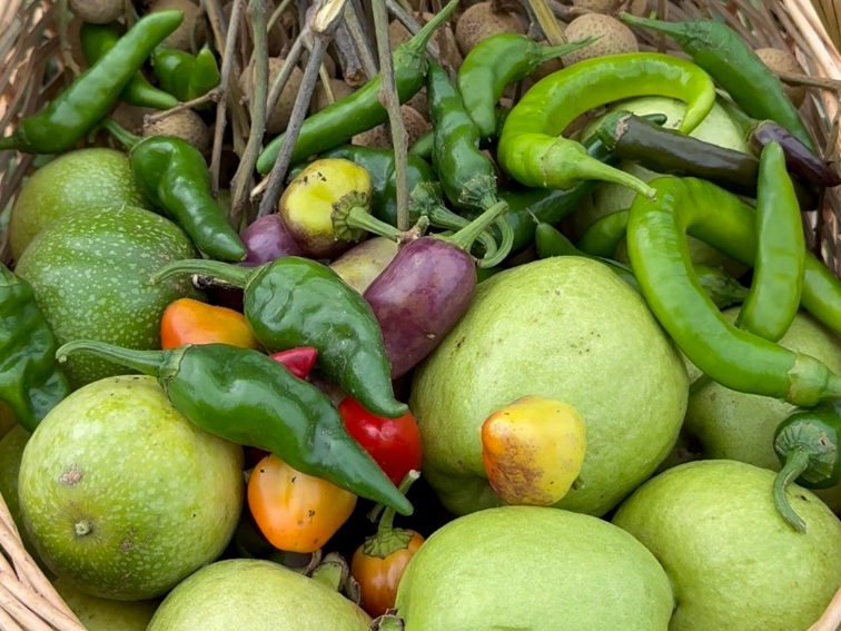 这个葡萄太上头啦，今天不止摘了蔬果，还实现了血蛤自由。