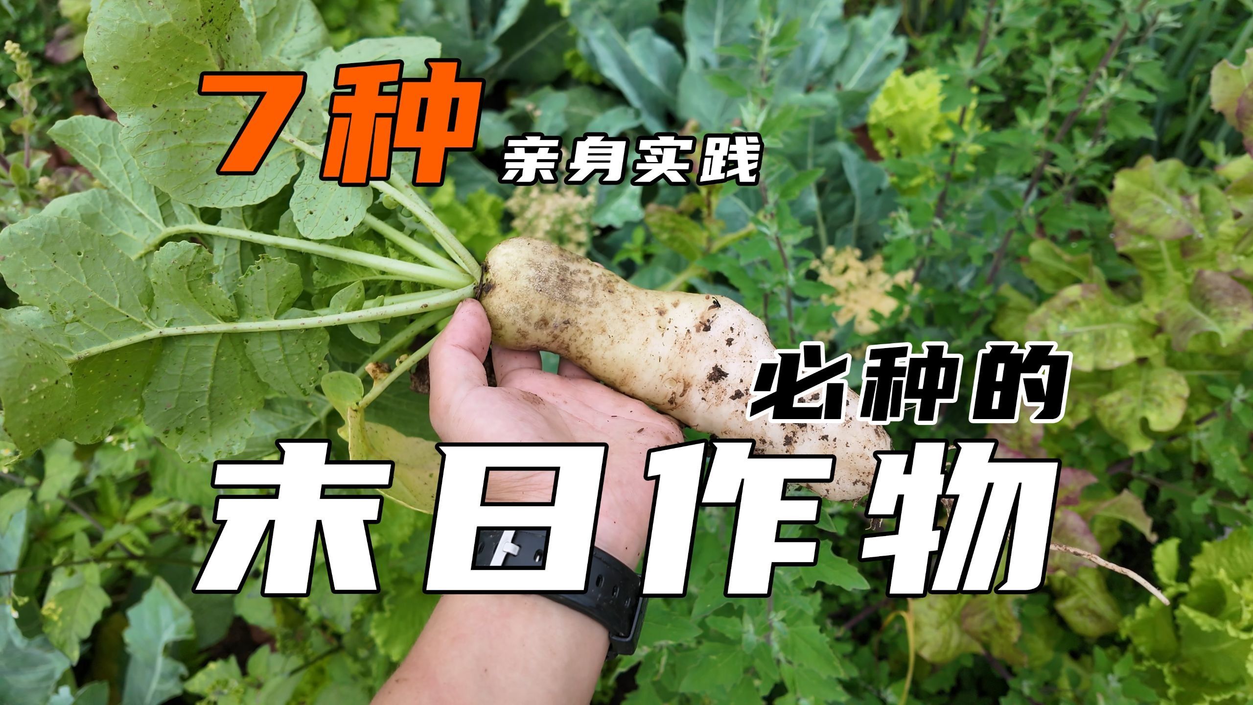 亲身实践！末日必种的7种作物！！自给自足全靠它！！！