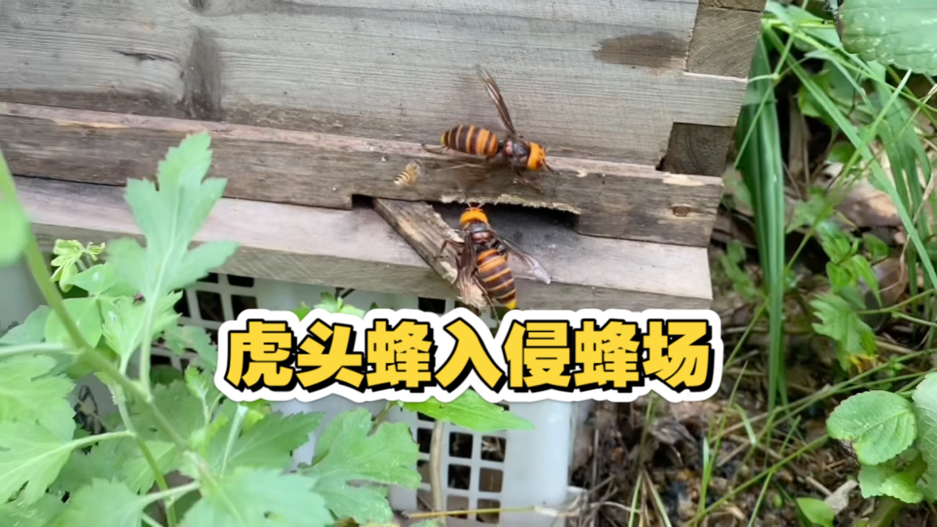 虎头蜂入侵蜂场，欢子一网打尽，带回家泡烧酒