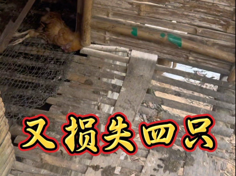 天天死鸡，我太难了