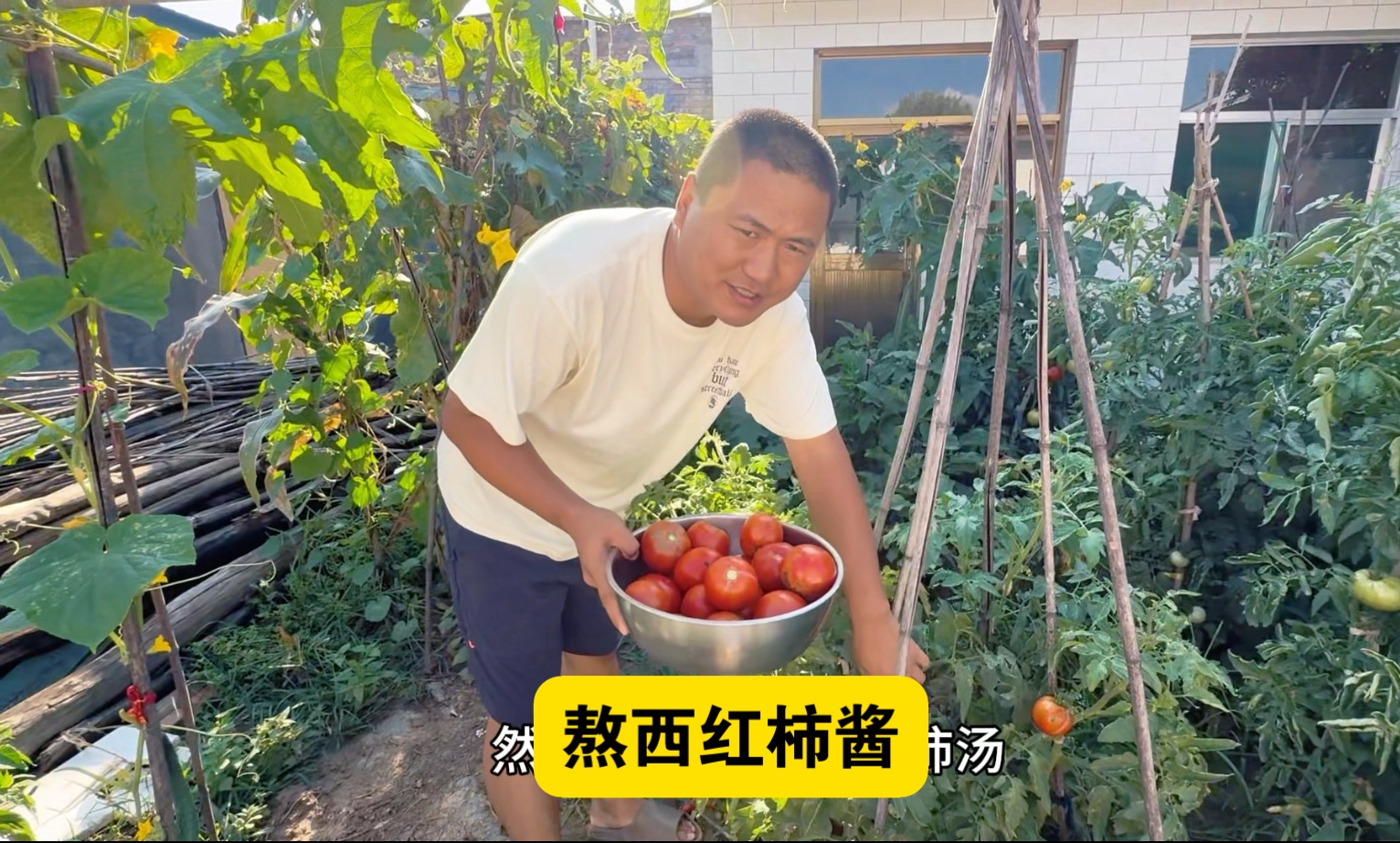 回太原家里了，看看我家的菜园子，今天熬了很多西红柿酱