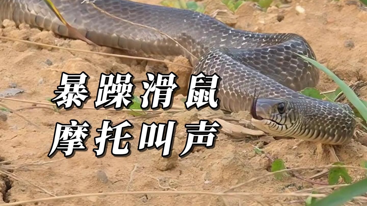 快来听，滑鼠蛇跟摩托一样的叫声！
