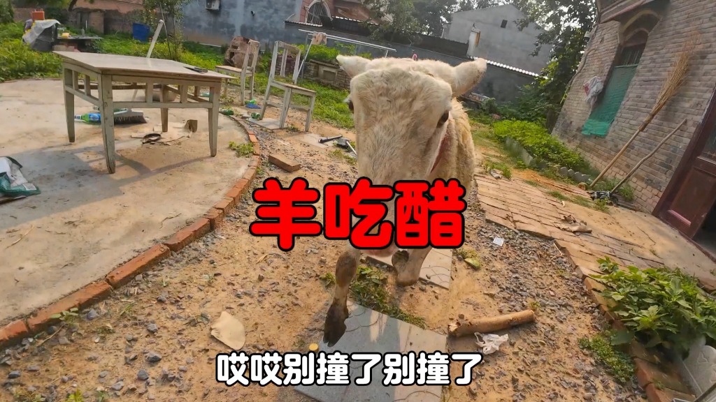 狗狗在床上睡羊吃醋了，为了补偿他把两亩西瓜给它吃