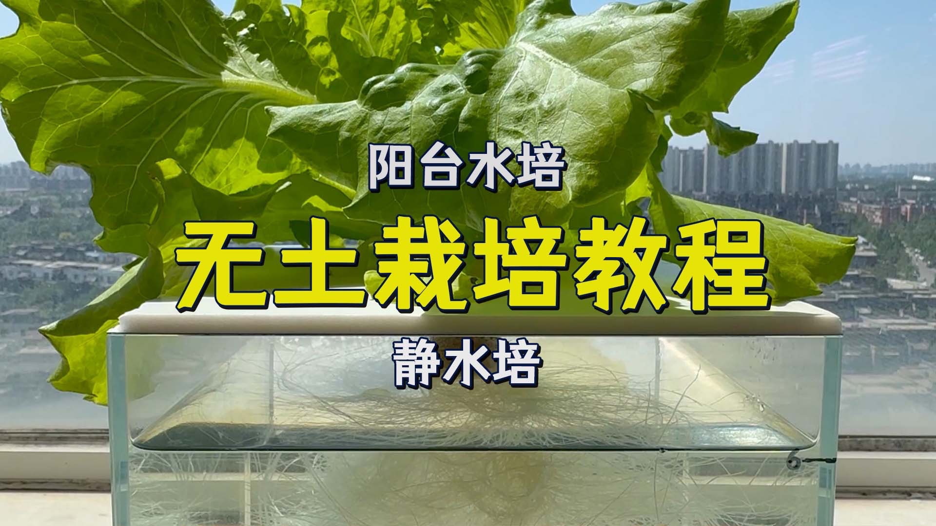 一种简单实用的水培方法