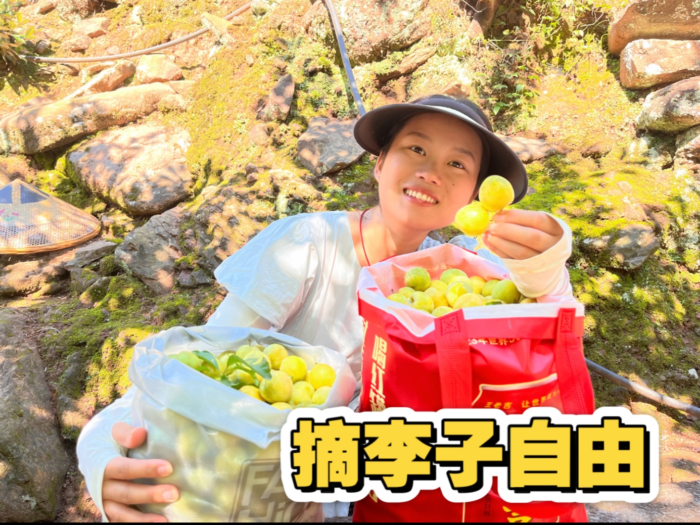 带阿峰到我家实现摘李子自由！