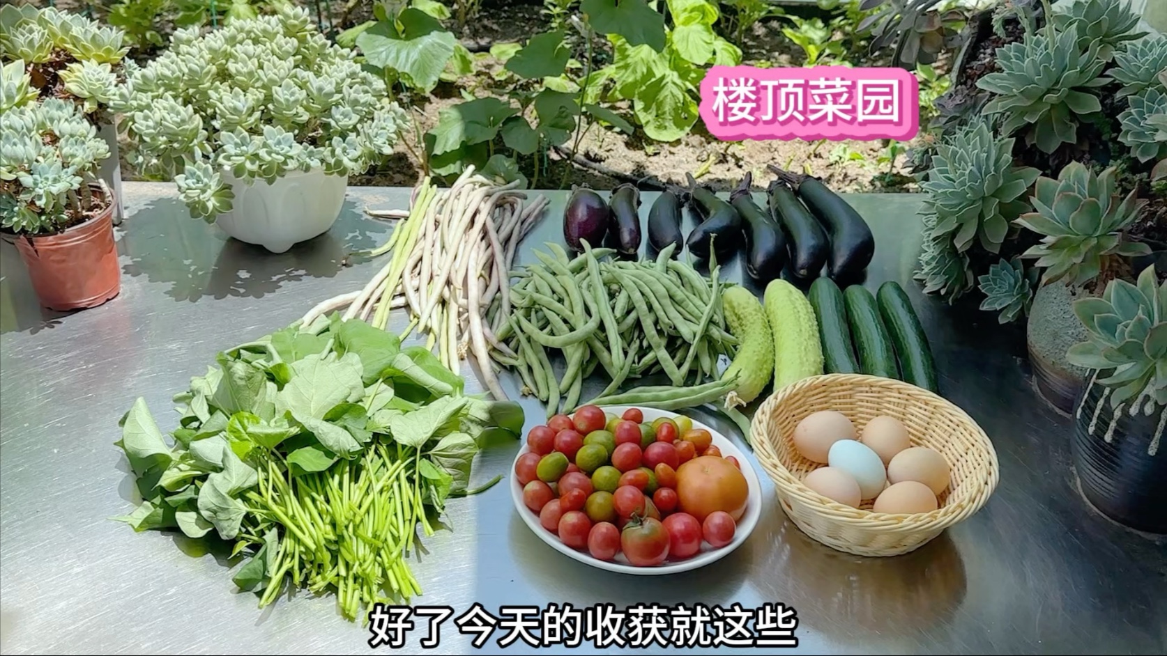 楼顶菜园摘菜啦 瓜果蔬菜自给自足的感觉真好