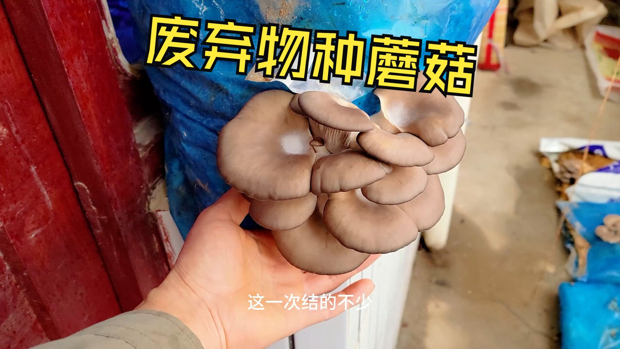 农业废弃物，也能种出美味的蘑菇，方法挺简单
