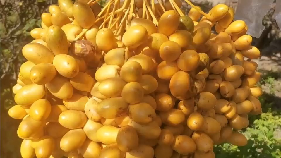 国产椰枣：云南元江学习、观摩之旅