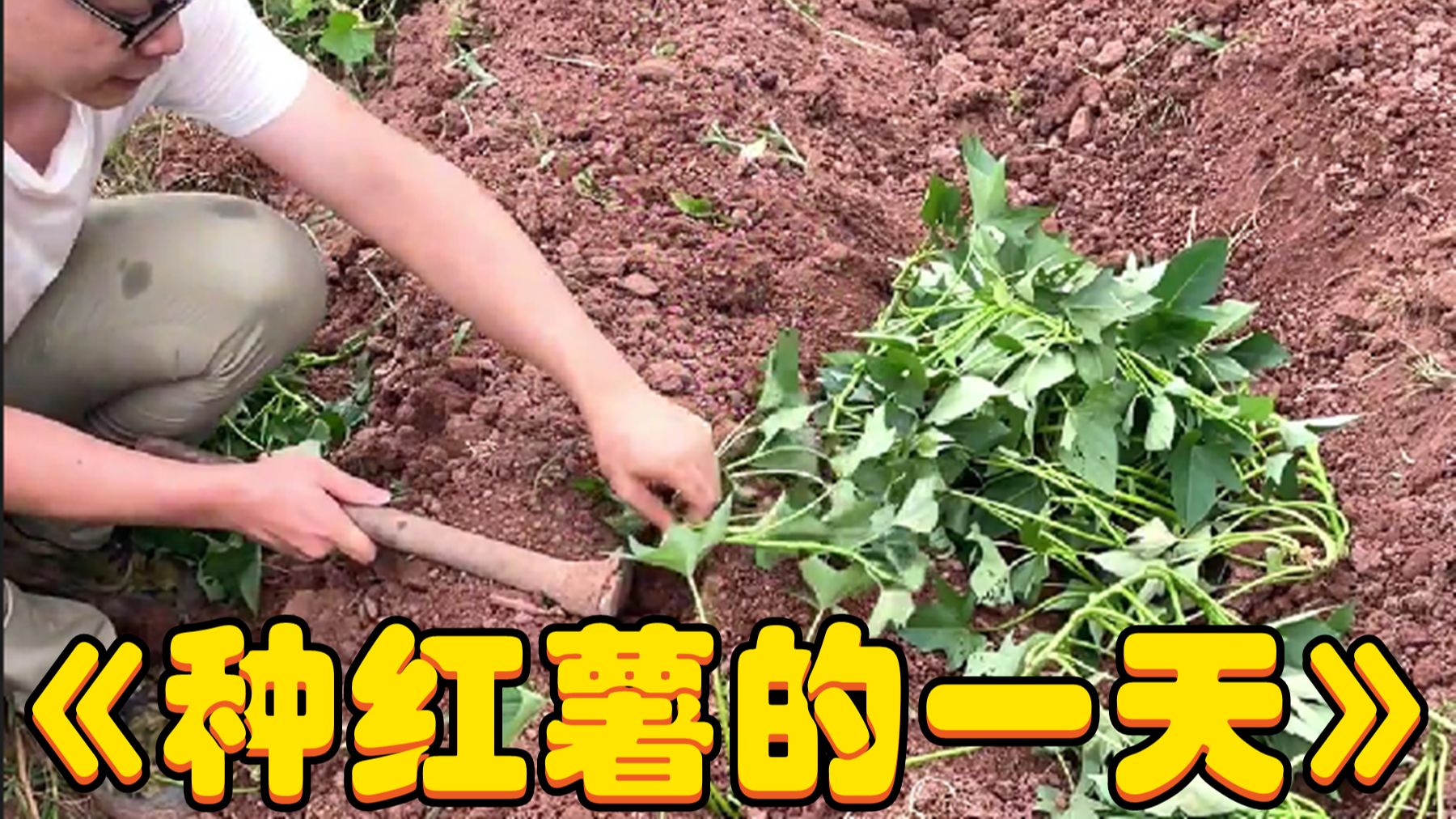 在农村种红薯的一天，晚饭来盘回锅肉，美滋滋！