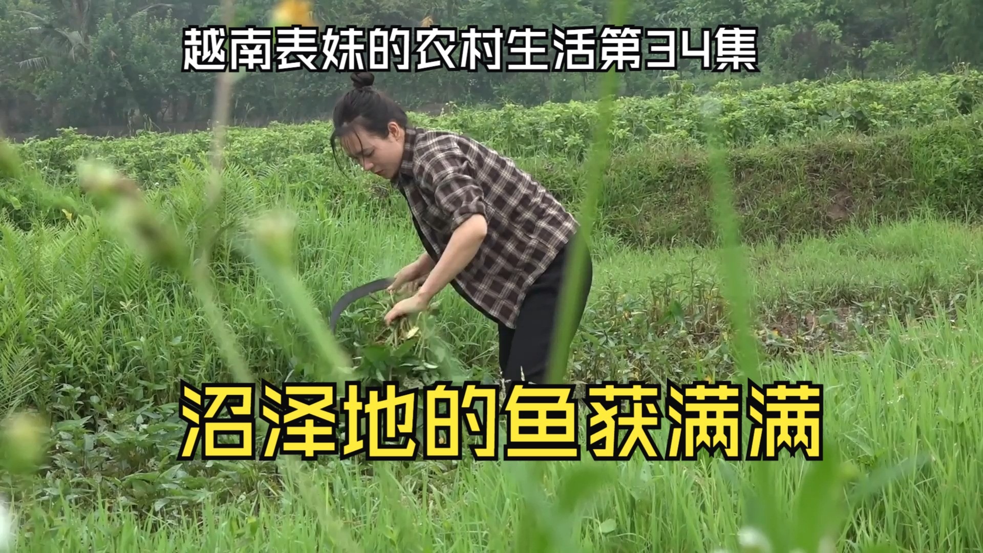 稻田旁的沼泽地里又收获大鱼了