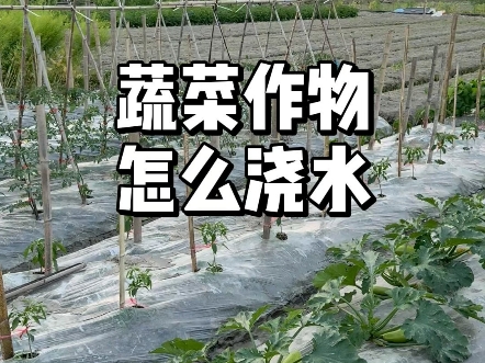 蔬菜作物整个生长期怎么浇水