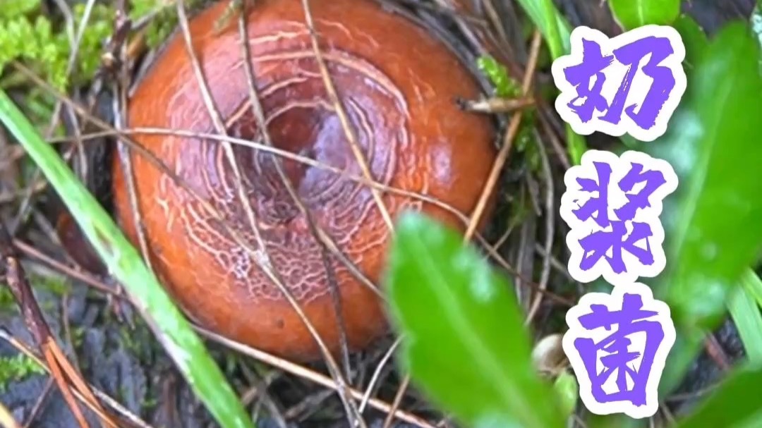 淋雨采蘑菇，采到了不少铜绿菌