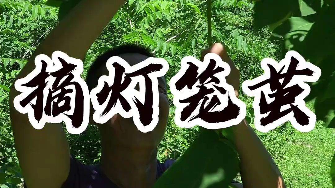 摘灯笼茧 这个东西我敢说百分之99人没吃过！