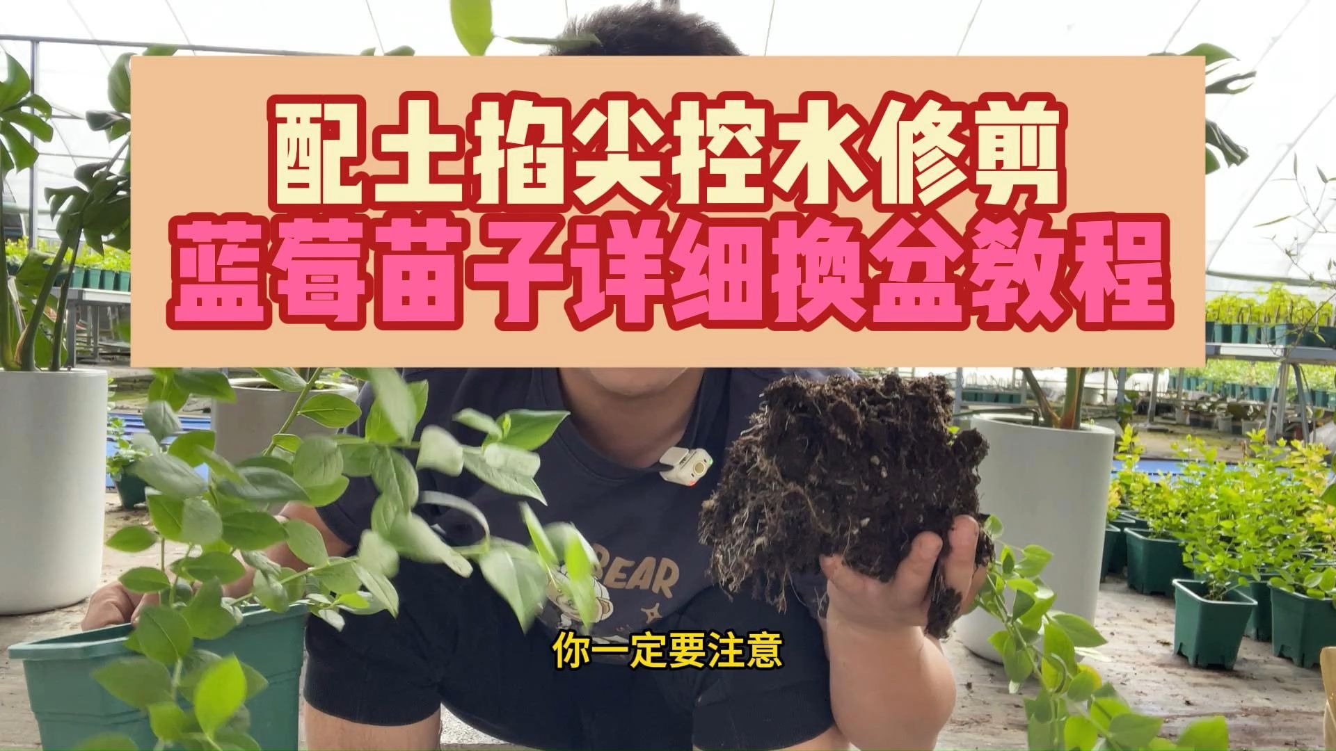 配土掐尖控水修剪缓苗，蓝莓苗换盆详细教程