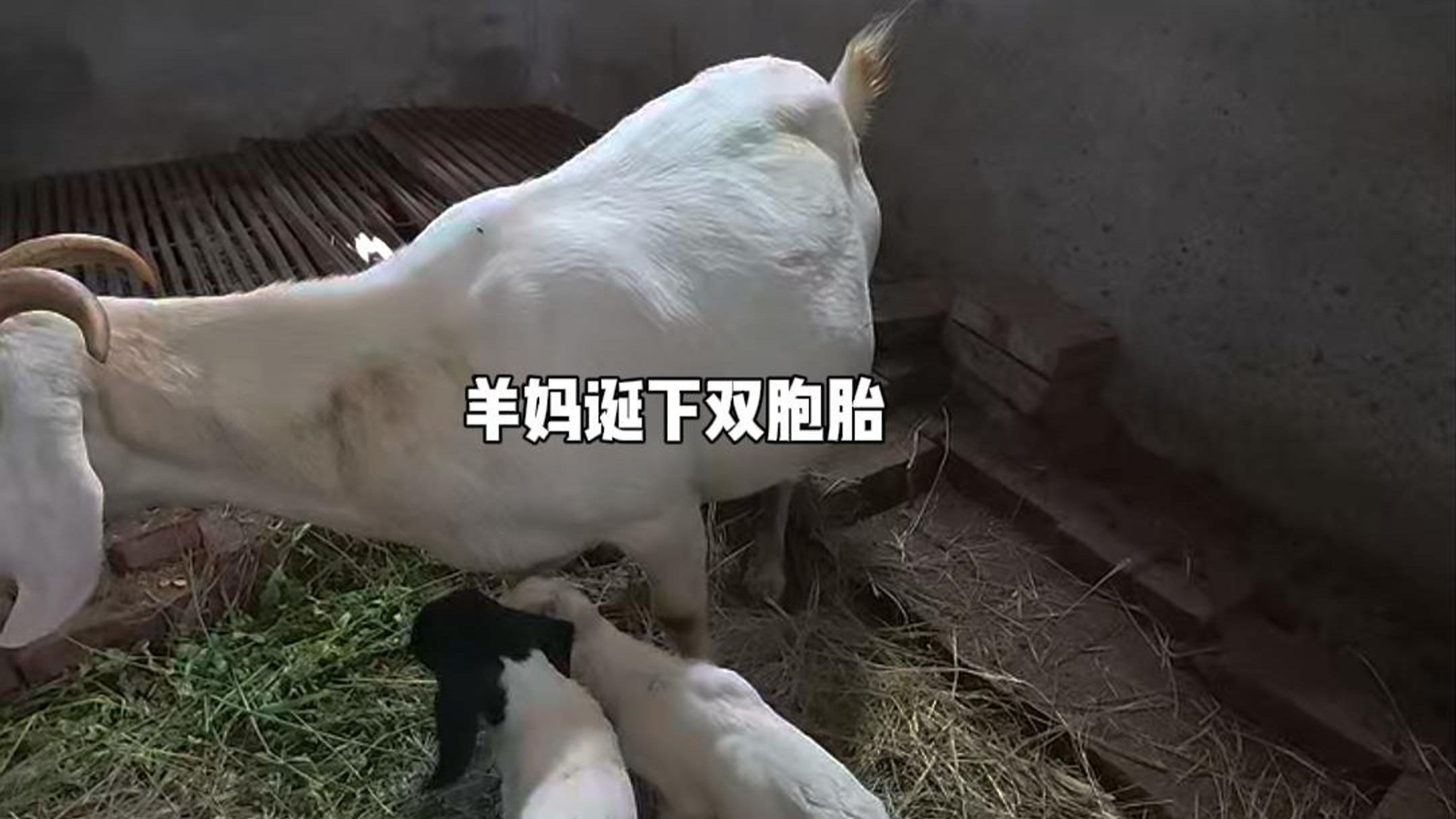 羊家再添新丁......