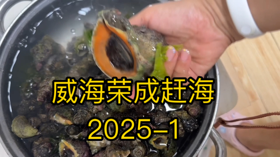 威海荣成赶海2025-1辣螺，香波螺