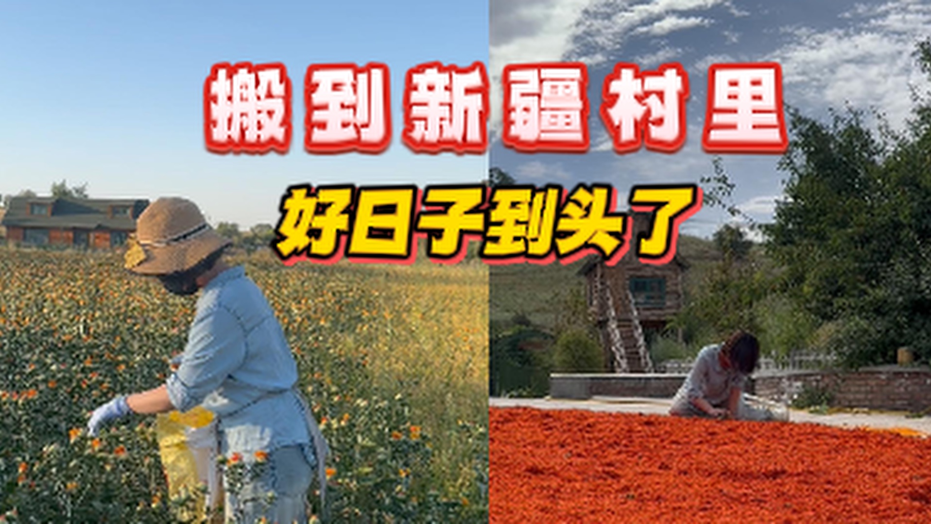 搬到新疆村里，凌晨五点起来摘红花，我躺平的好日子到头了