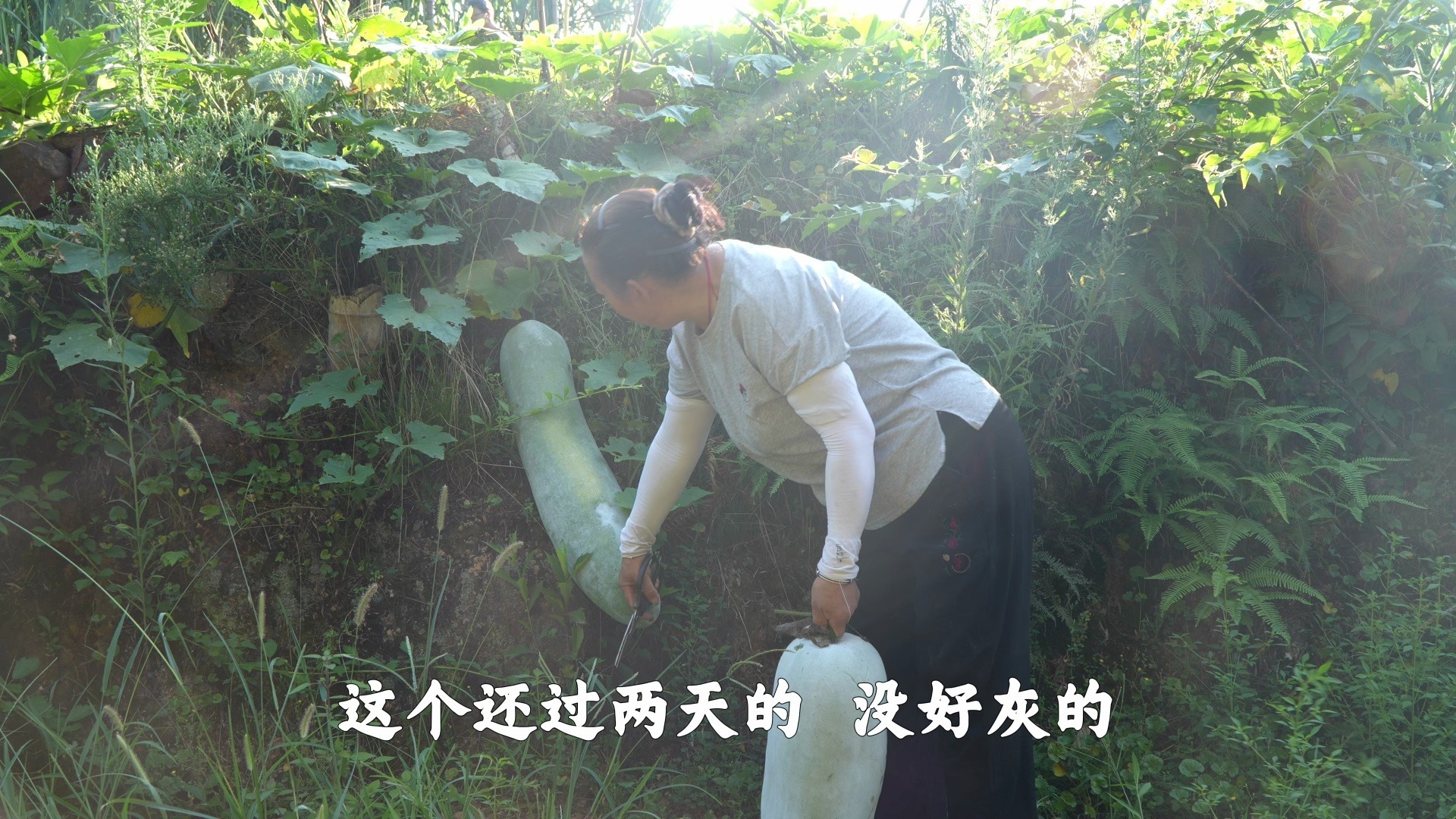 幺妈幺叔冬瓜大丰收，一个个白白胖胖的，摘起好解压！