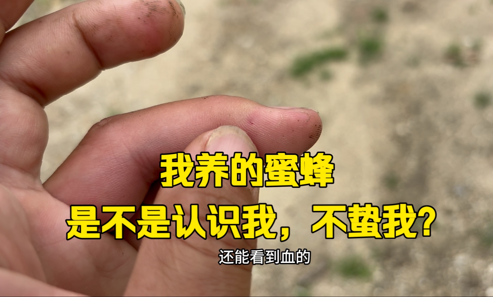 我养的蜜蜂，是不是认识我，还不蛰我，我可没有小龙女的本事……