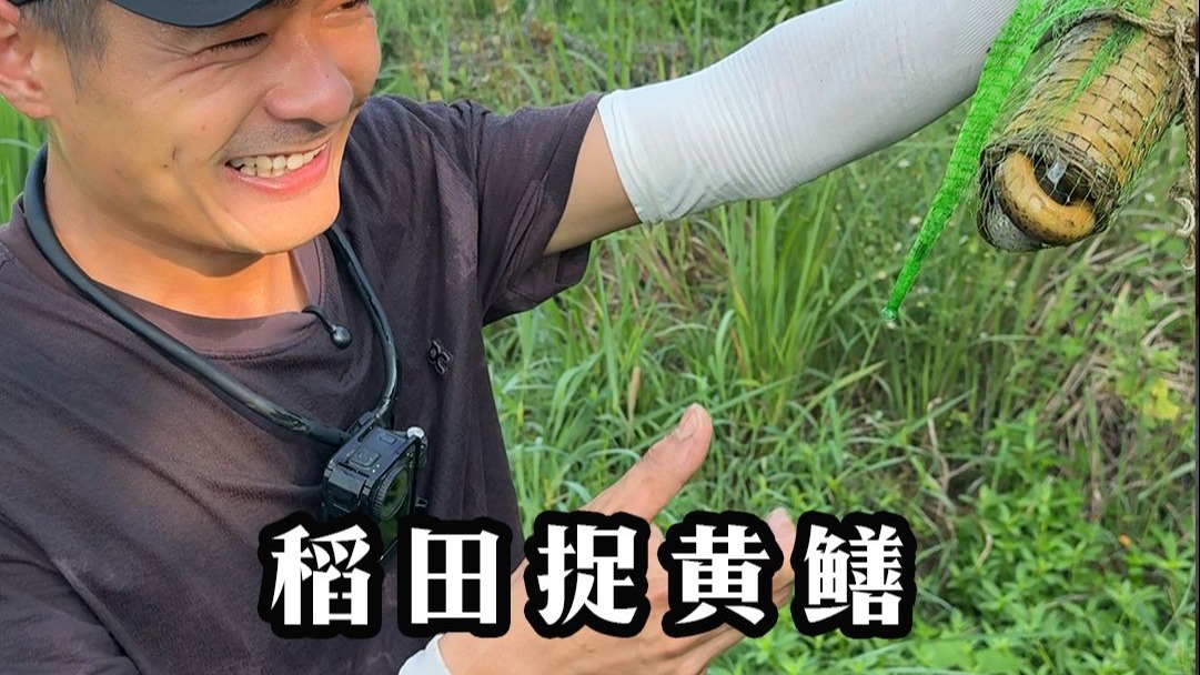 90后夫妻回村生活之在稻田抓黄鳝