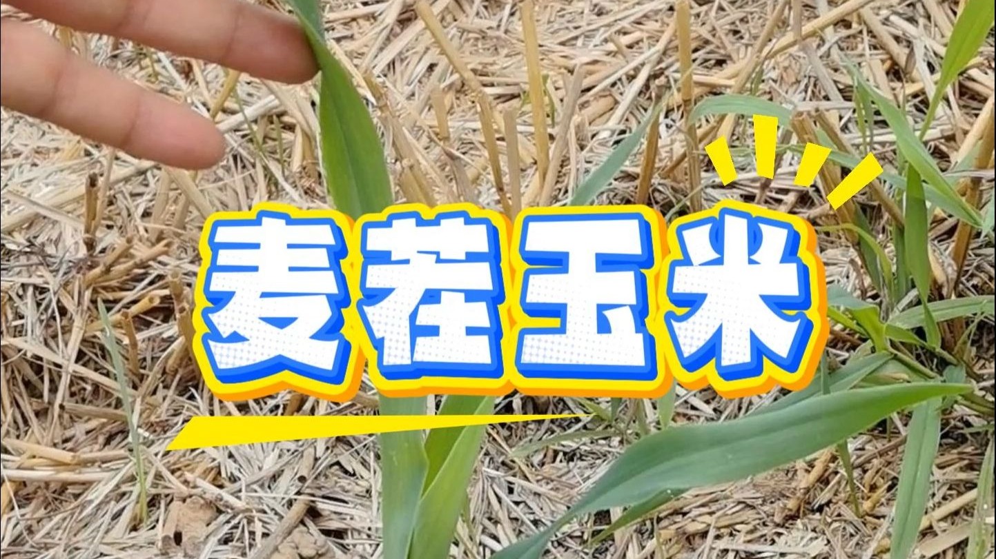 麦茬玉米有话说