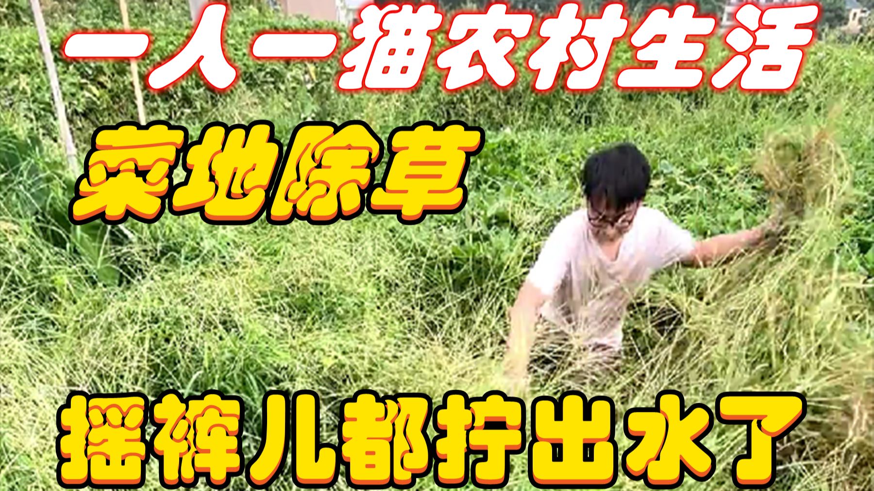 一人一猫农村生活之菜地除草，草比人高，三块地除完，摇裤儿都拧出