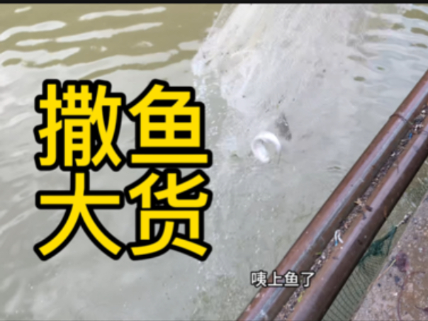连日暴雨武汉河湖泛滥，人们撒网捕鱼忙，一捉一大桶真过瘾