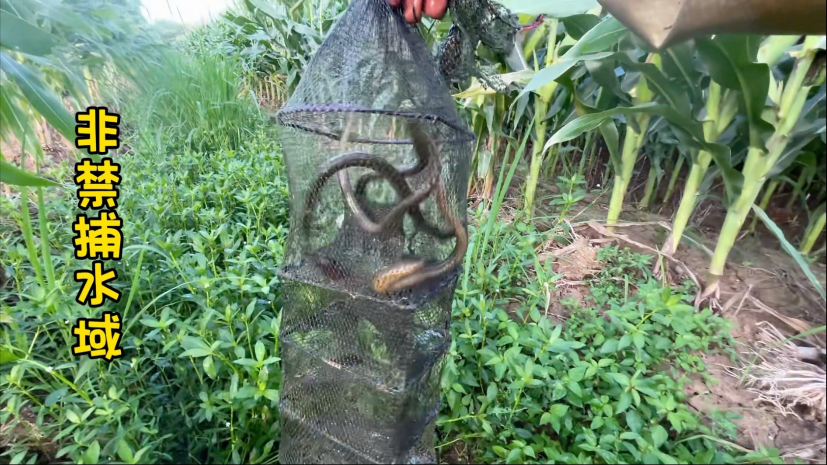 又到了养户收苗的时候了，价格美丽，可惜没地方下了……