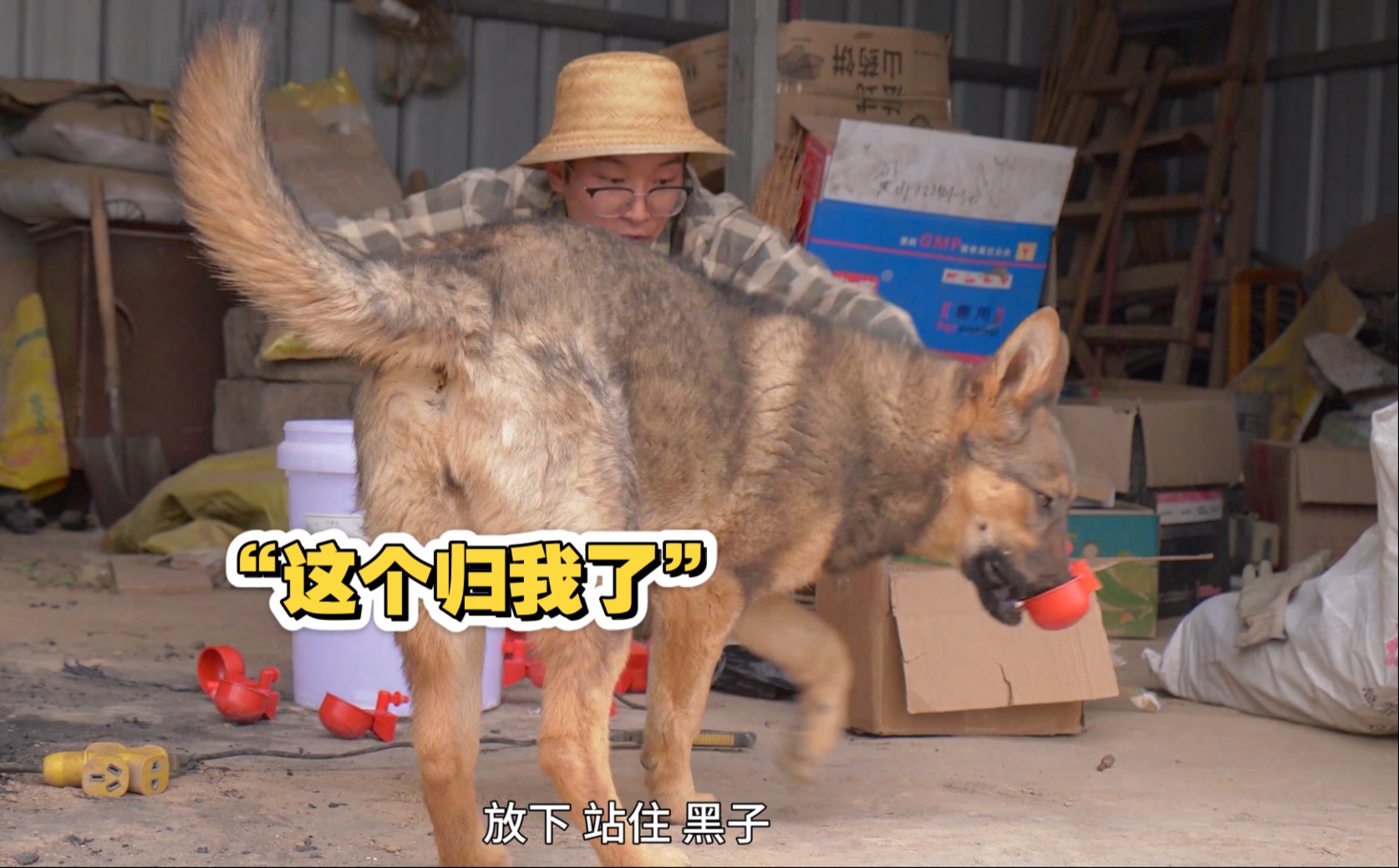 玉米价格太差劲了，不如用它养点鸡