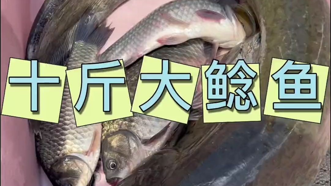 两三天收一次的地笼，今天的收获满满。#真实户外 #三农 #2025