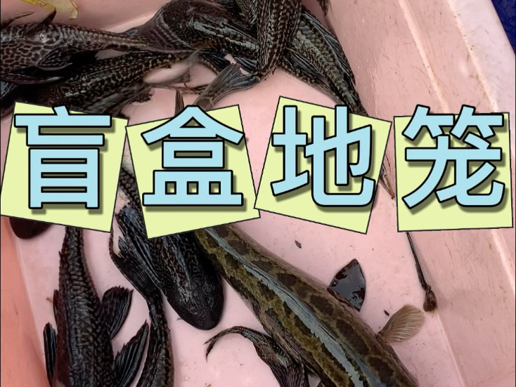 【练渔佬k】更新了一条视频，快来围观！