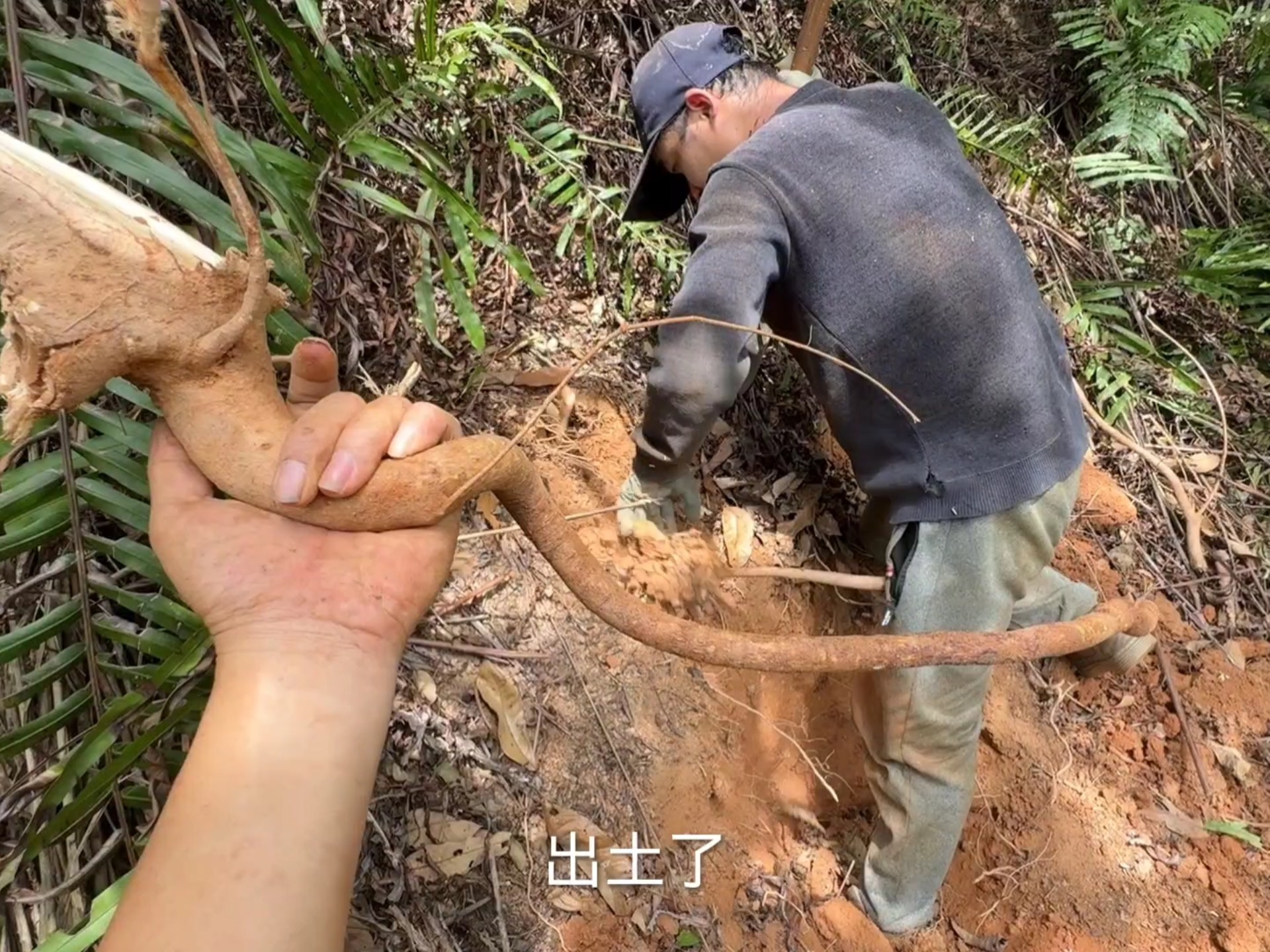 天天挖牛大力都把五指毛桃单给忽略了，订单都快超时了都不知道