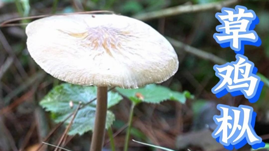 铜绿菌没找到，意外找到一些草鸡枞