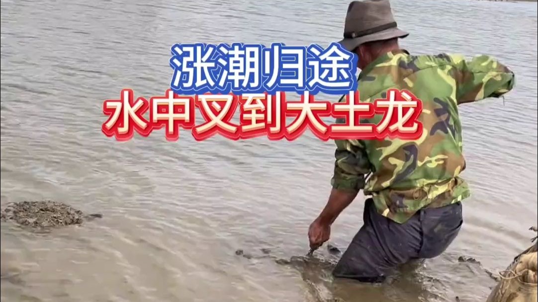 涨潮返程时捕获大土龙，赶海一天是普通打工人多少天工资呢？