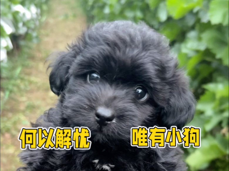有了新小狗，我的猫要离家出走